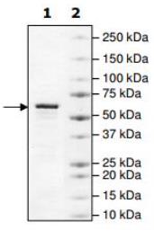 SDS-PAGE (PTPN11-31402TH).jpg